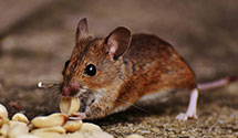 24 Hour & Emergency Exterminators in Radford, VA